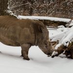 nikolaus zoo