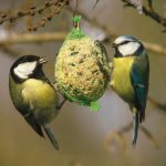 Vogelfütterung Exkursion Naturschutzstation Zippendorf